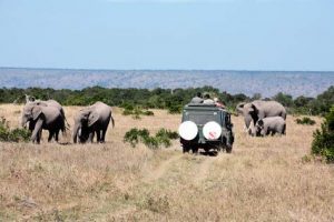Kenia: Safari-Urlaub 