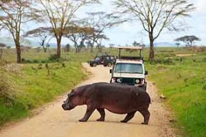 Reisen nach Afrika: Urlaub mit Safari
