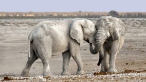 elephants, animals, safari